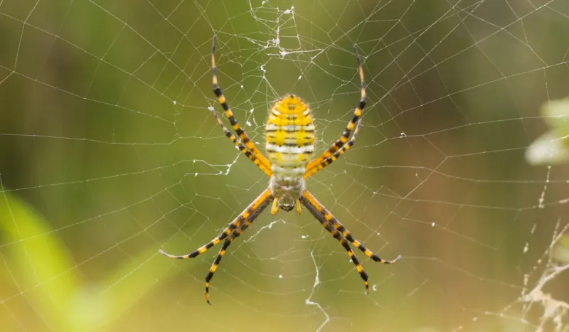 “California garden spider” describes a group, not one exact spider