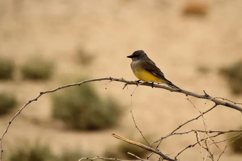 California habitat and season determine whether the idea fits