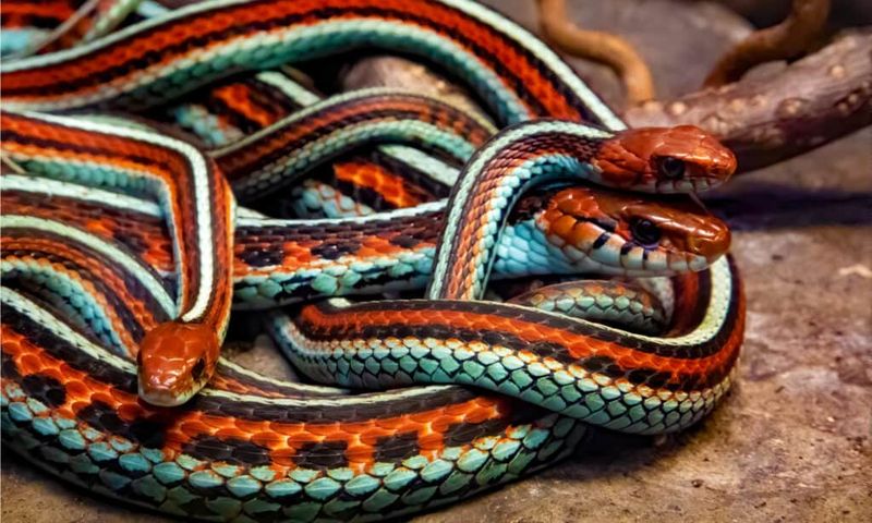 California has more than one kind of garter snake