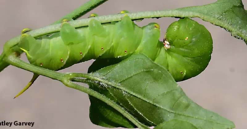California has two likely hornworm culprits