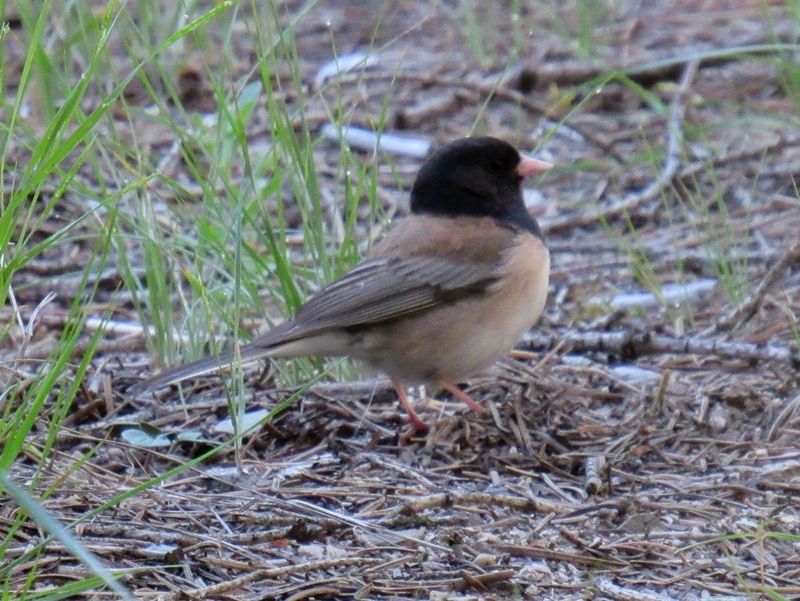 California juncos bring a seed-focused foraging habit to winter yards California juncos bring a seed-focused foraging habit to winter yards