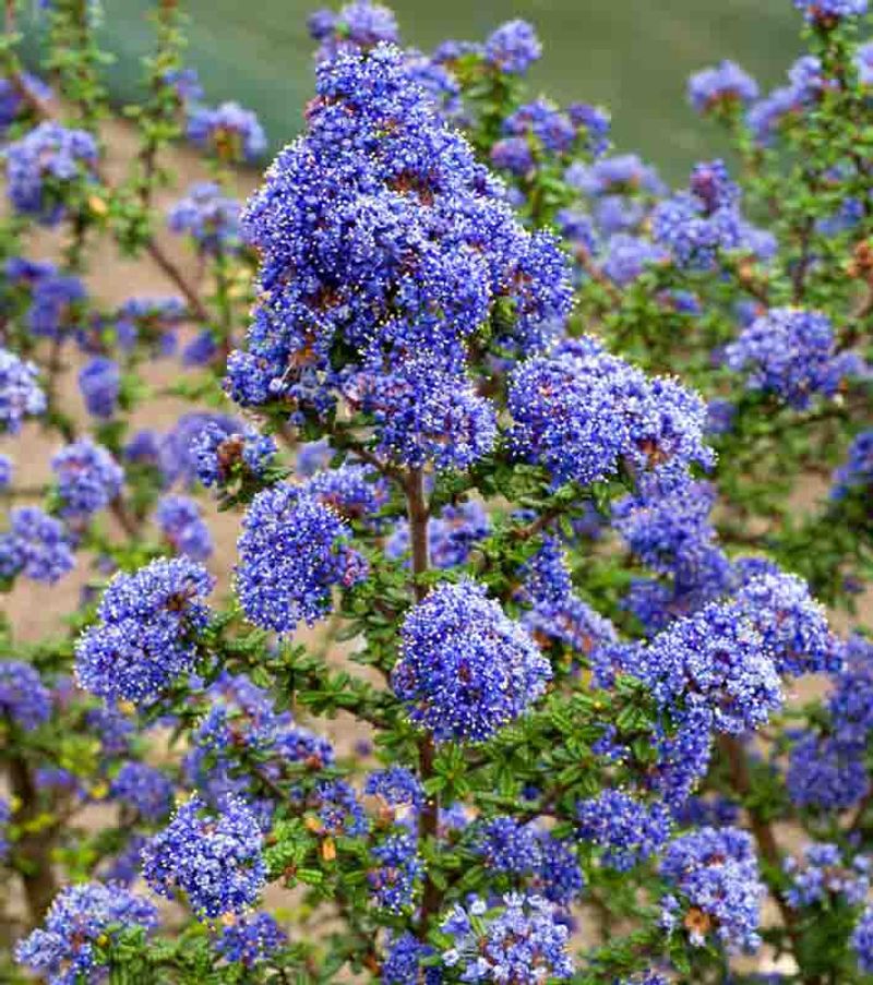 California lilac