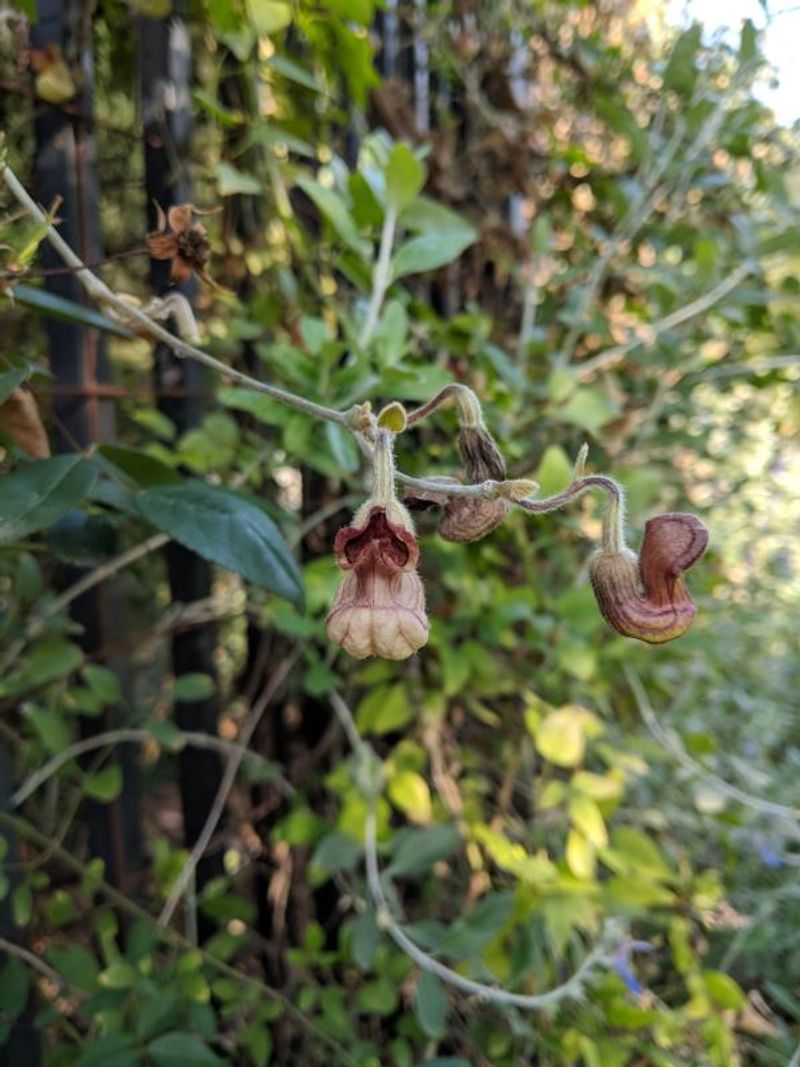 California pipevine fits a shadier, moister wildlife plan California pipevine fits a shadier, moister wildlife plan