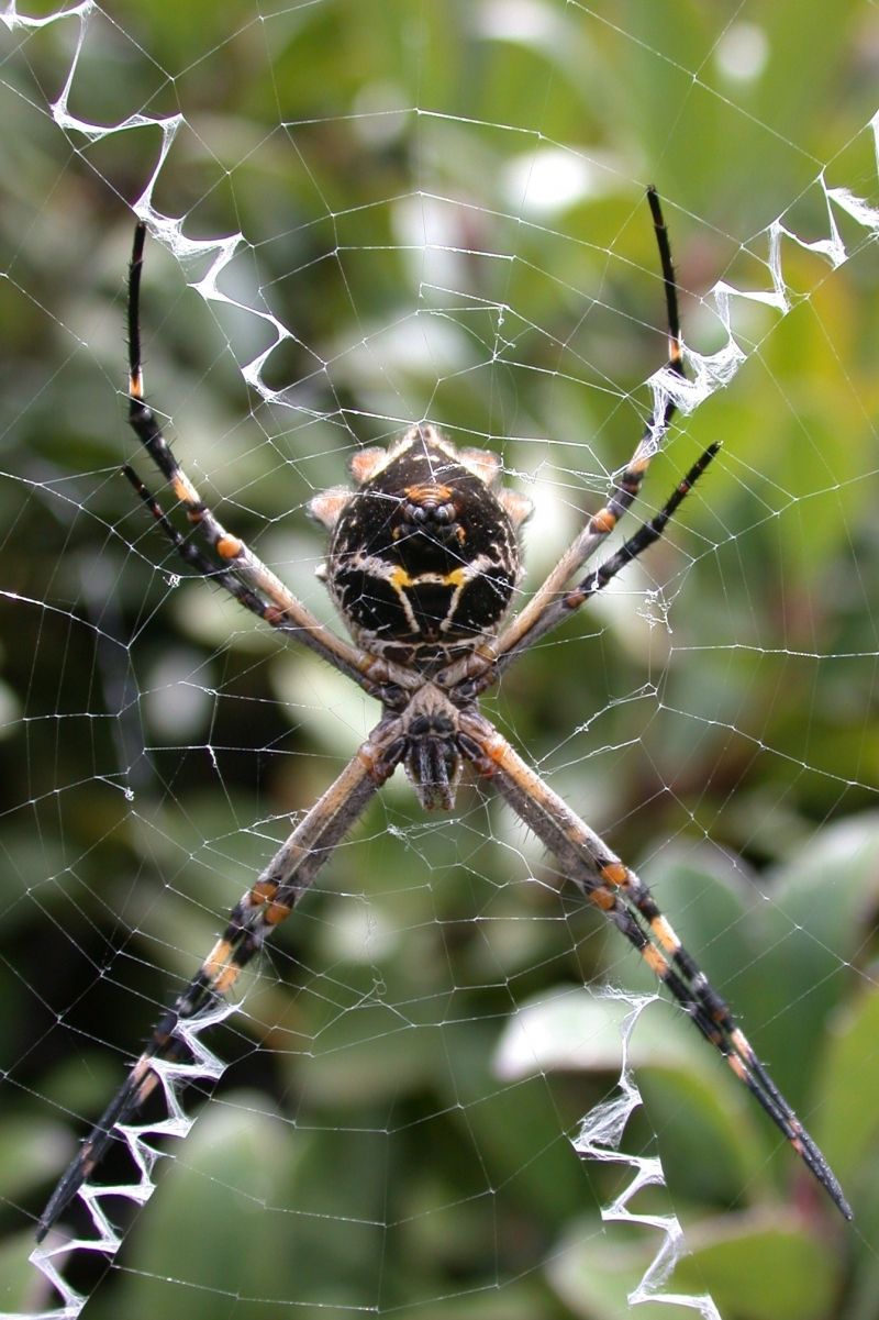 California spiders can provide potential natural pest control