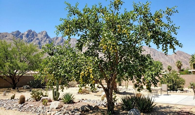 California yards can trade citrus for fruit trees suited to their conditions