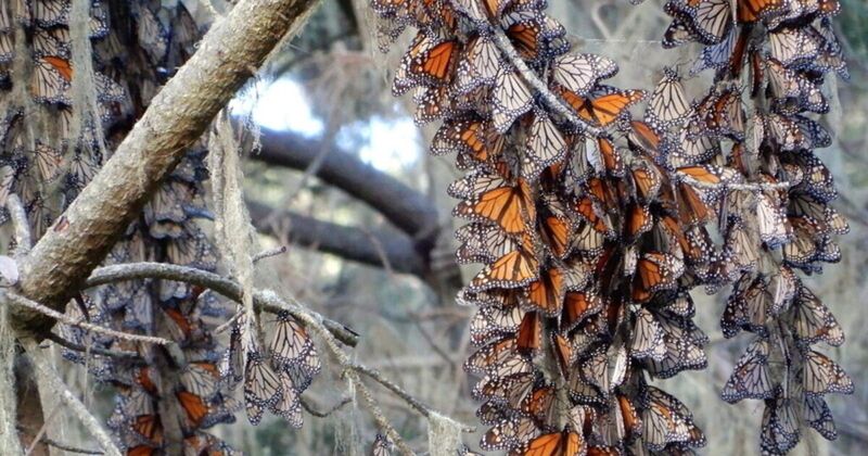 California’s Monarchs Use Many Coastal Groves