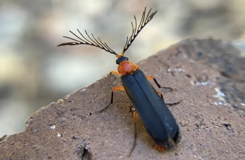 California’s fireflies may not look like lightning bugs California’s fireflies may not look like lightning bugs