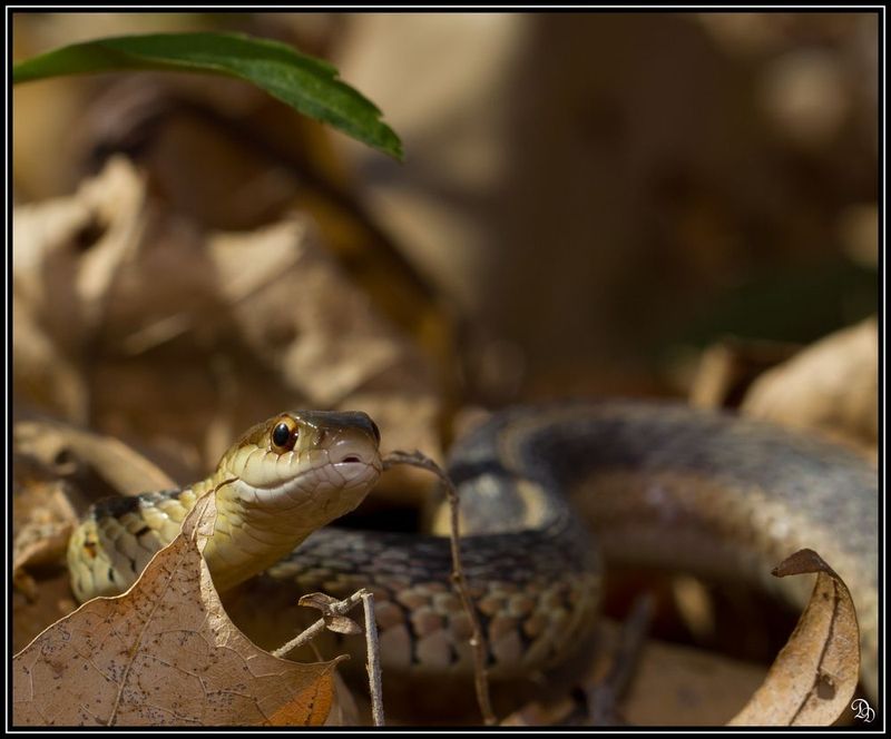 Calmer Frog, Lizard, and Insect Activity Around Beds