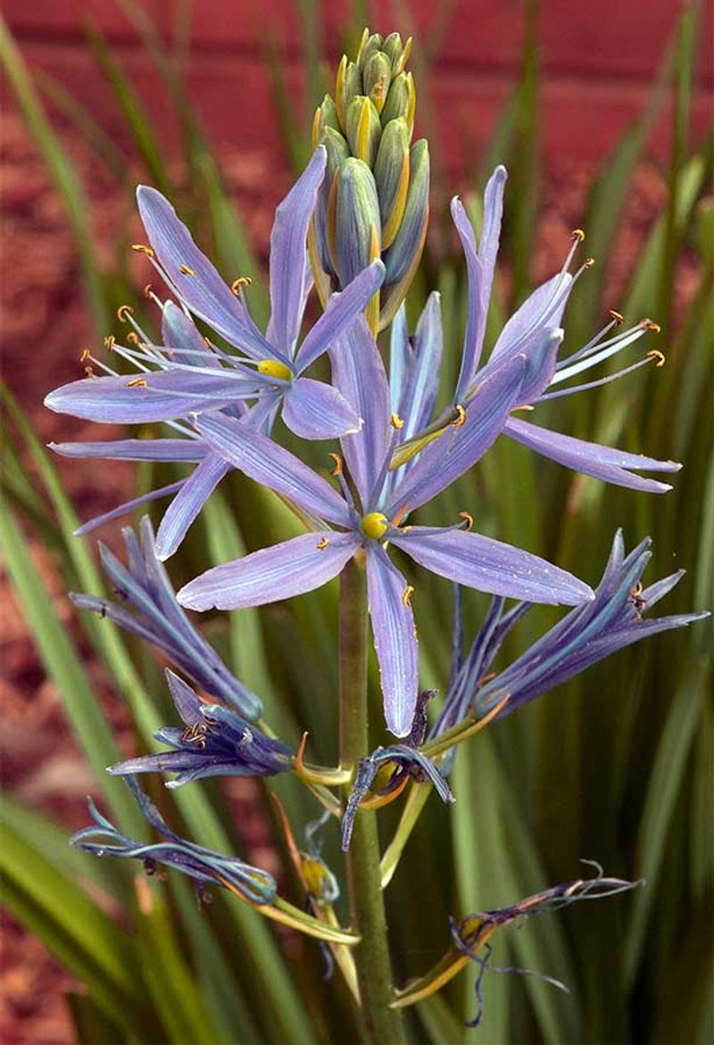 Camassia