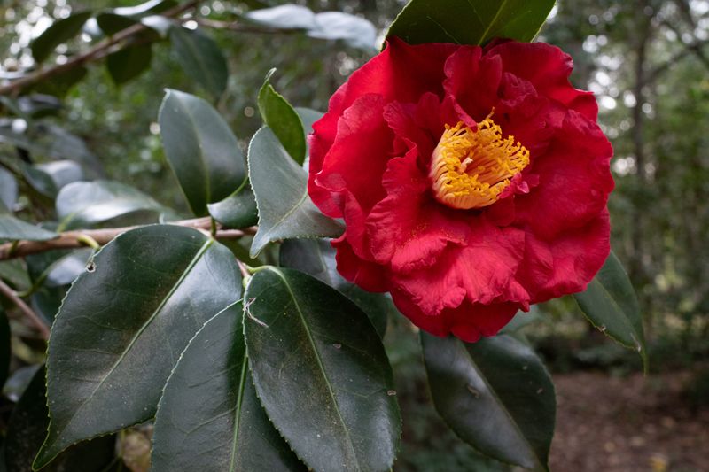 Camellia