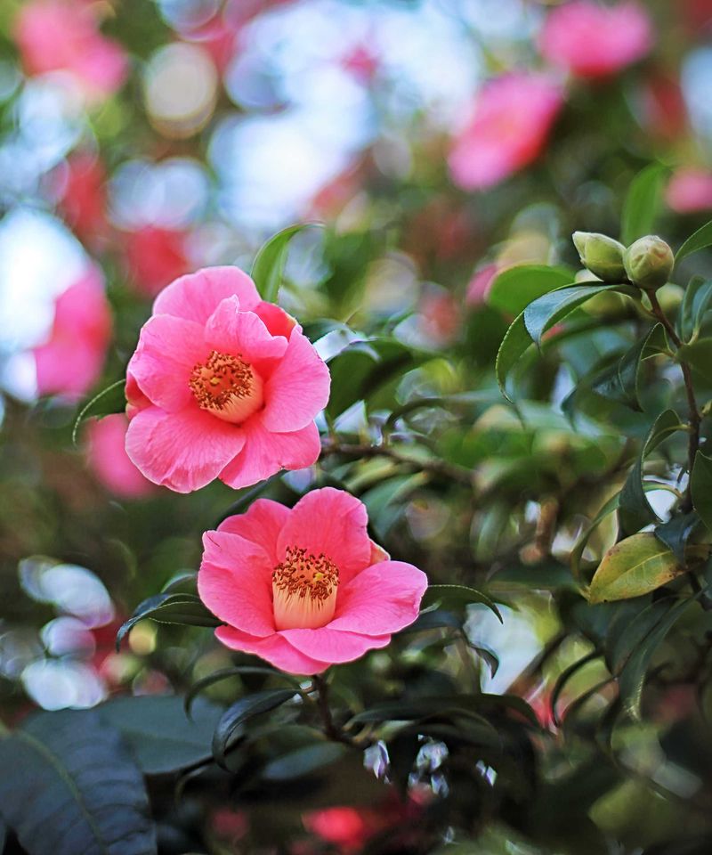 Camellias Camellias