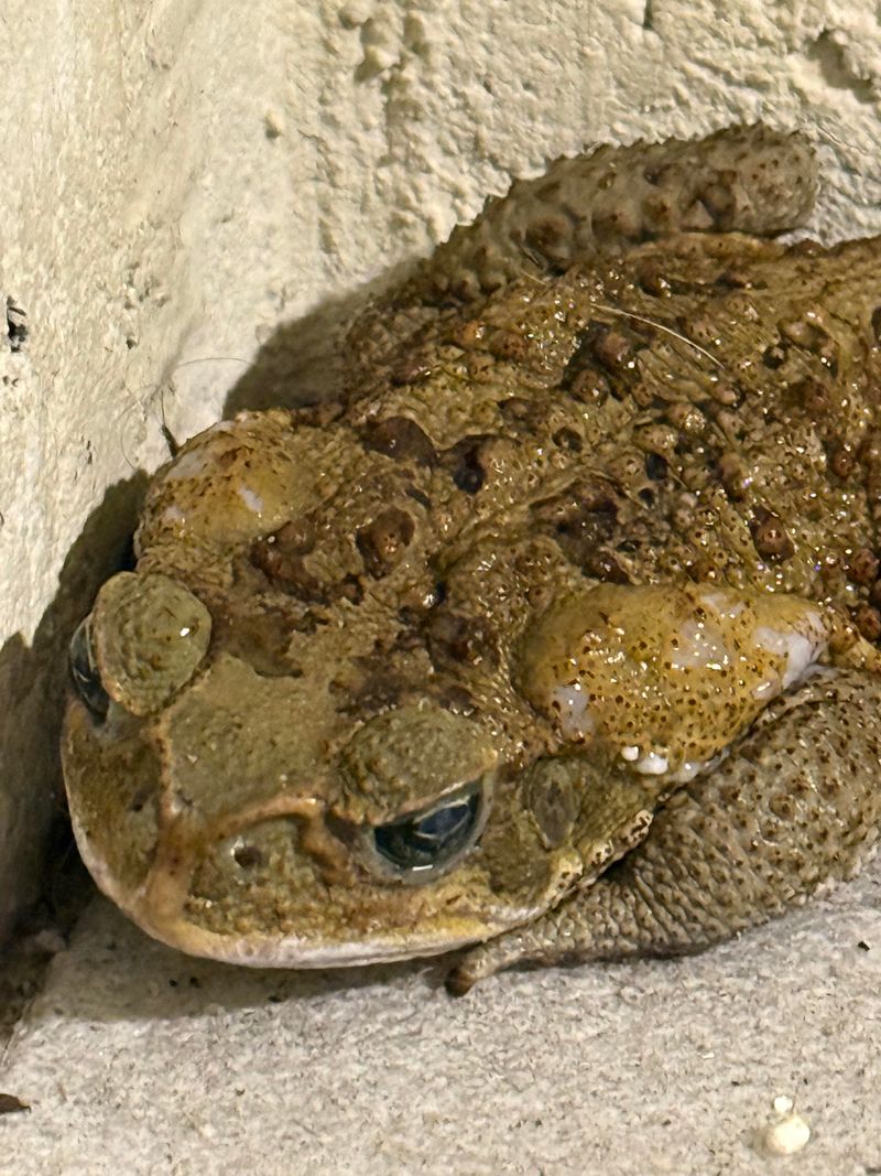 Cane Toads Cane Toads