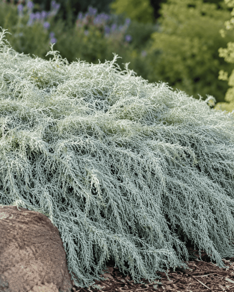 Canyon Gray Sagebrush