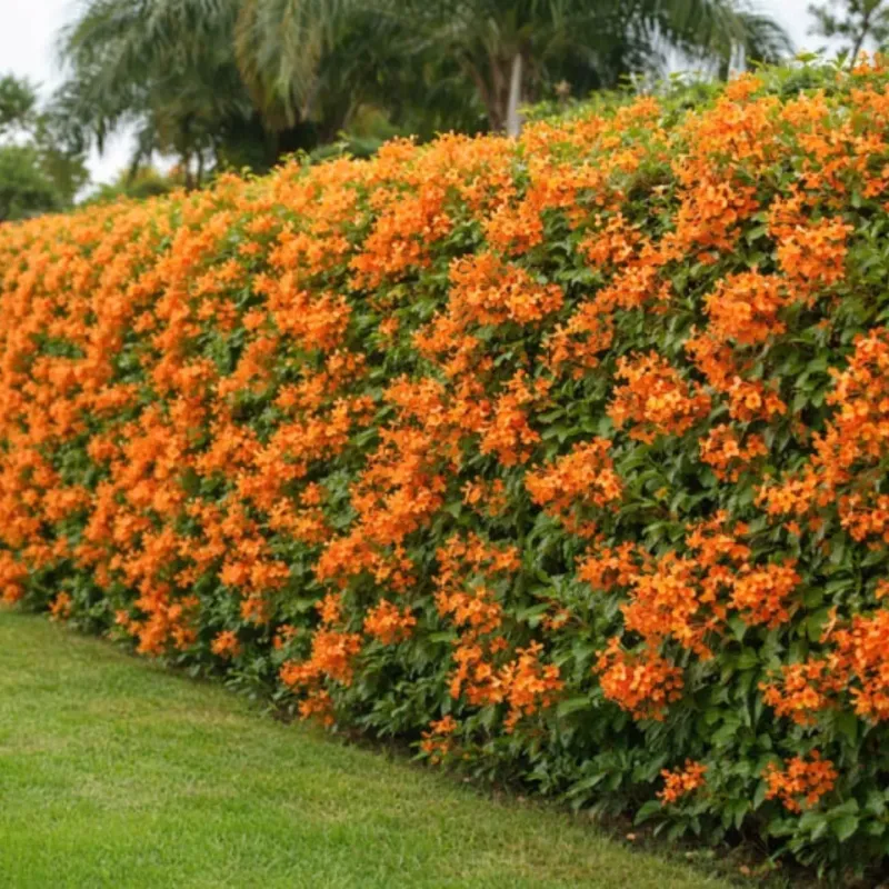Cape Honeysuckle (Tecoma capensis)