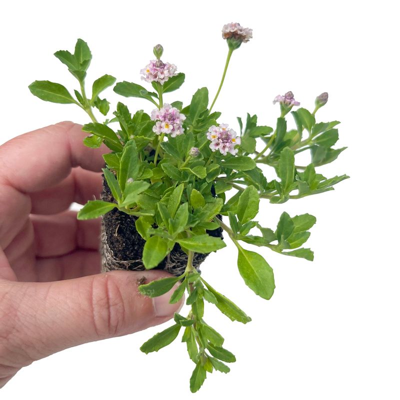 Care for the planting while it fills in Care for the planting while it fills in