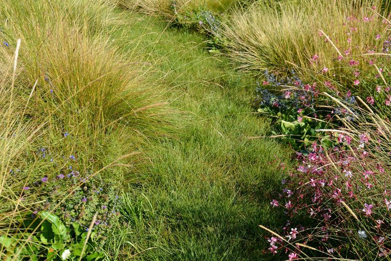 Carex pansa (California Meadow Sedge)