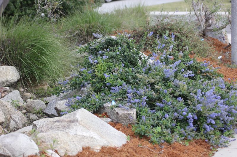 Carmel Creeper Ceanothus (Ceanothus griseus var. horizontalis)