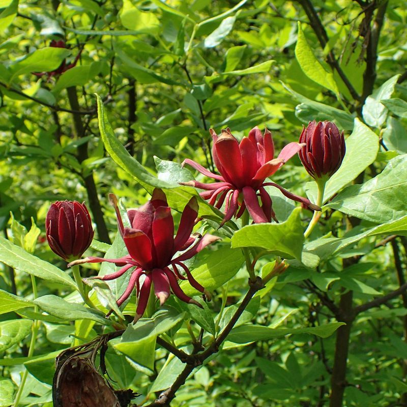 Carolina Allspice