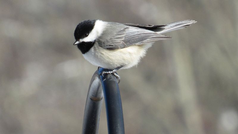 Carolina Chickadees live here year-round, but a yard is not guaranteed company