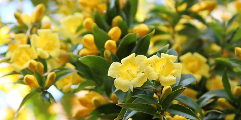 Carolina Jessamine