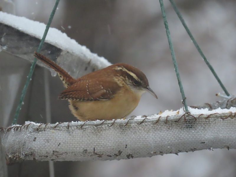 Carolina Wrens Stay in North Carolina Through Winter