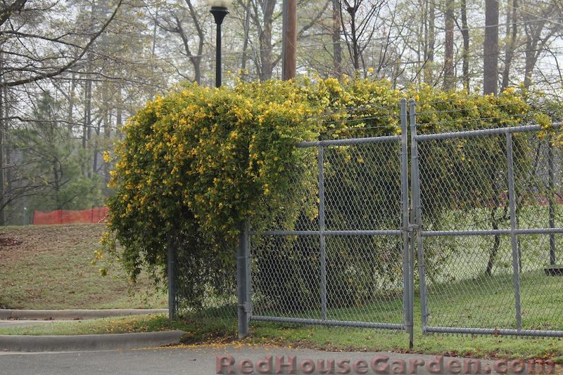 Carolina jessamine offers a credible path to a softer fence