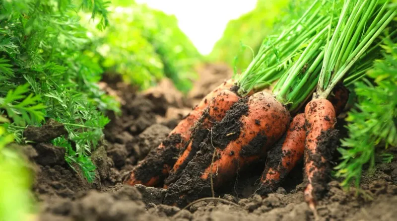 Carrots