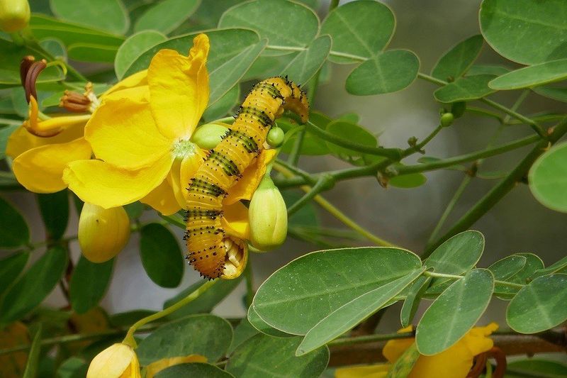 Cassia Cassia