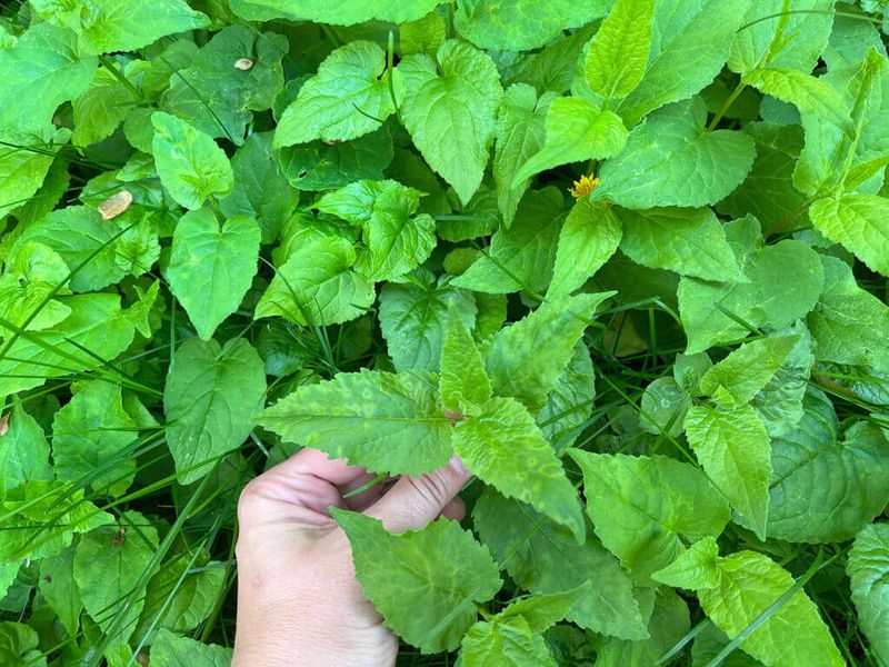 Casual pulling removes leaves, not necessarily the rooted plant