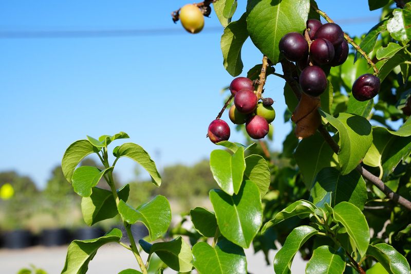 Catalina Cherry (Prunus ilicifolia ssp. lyonii)