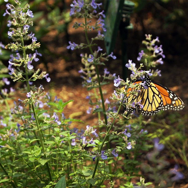 Catmint (Nepeta)