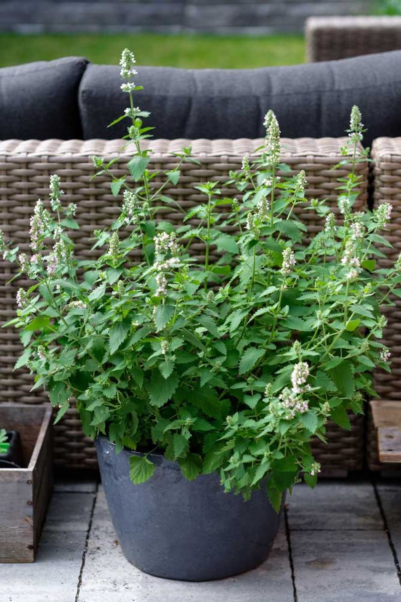 Catnip