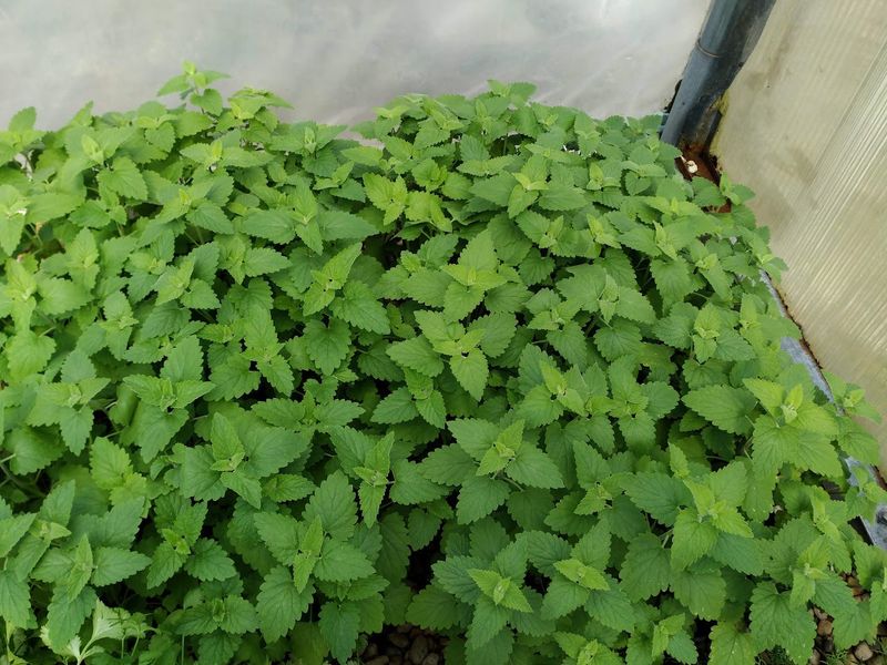 Catnip