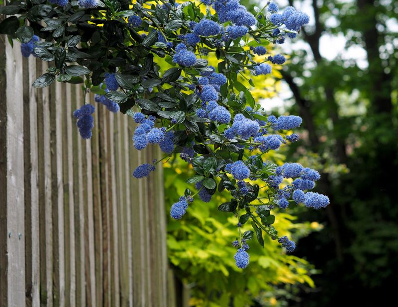 Ceanothus (California Lilac)