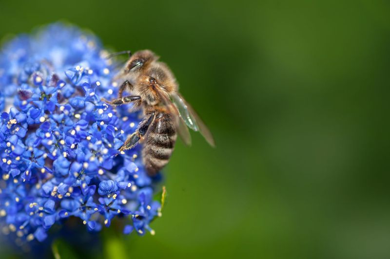 Ceanothus (California Lilac)