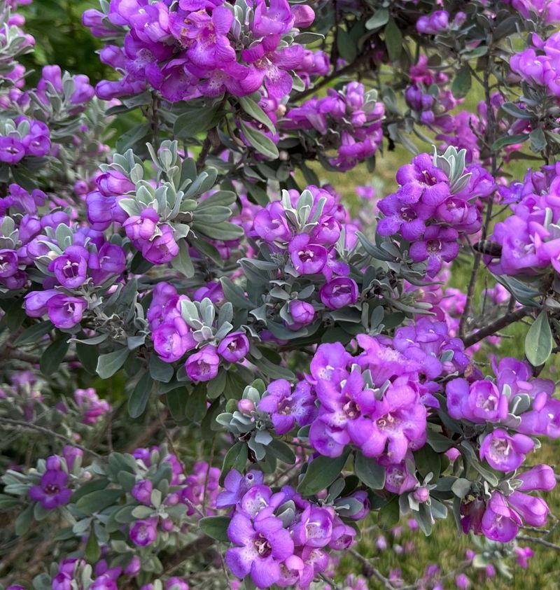 Cenizo produces conspicuous flower flushes when moisture conditions change