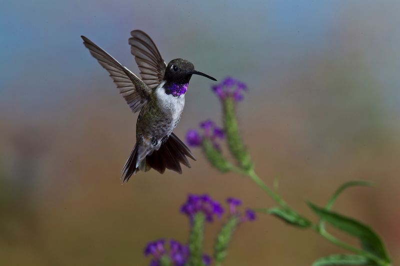 Central Texas has no single hummingbird departure schedule