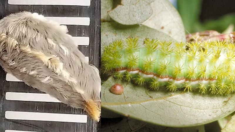 Central Texas has other stinging caterpillars Central Texas has other stinging caterpillars