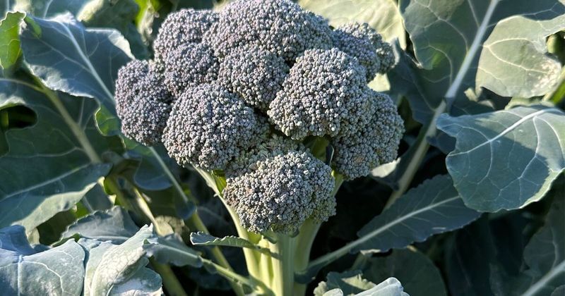 Central Texas timing and transplant size set the odds