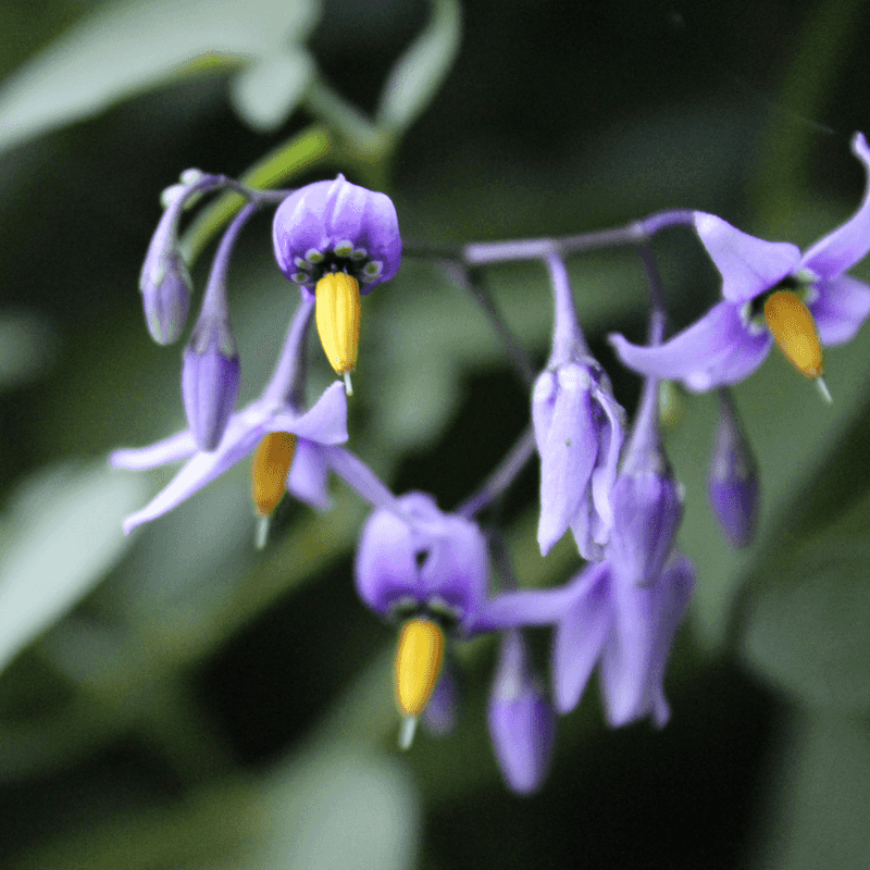 Certain Hot Peppers and Nightshade Relatives