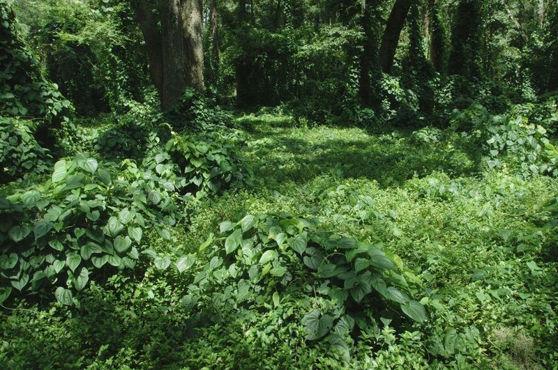 Change the conditions around the yard, not just the eaten plant