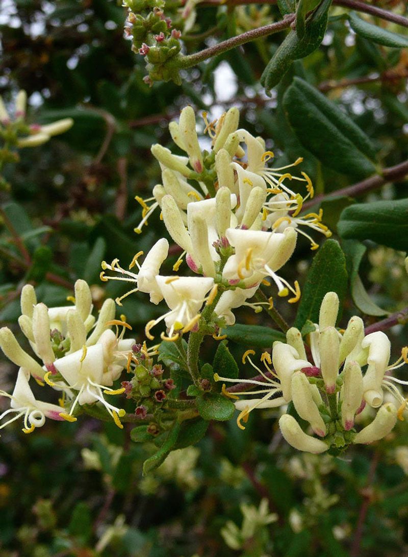 Chaparral honeysuckle brings a different growth form and space demand Chaparral honeysuckle brings a different growth form and space demand
