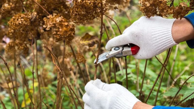 Check Southern weather and growing conditions before blaming pruning