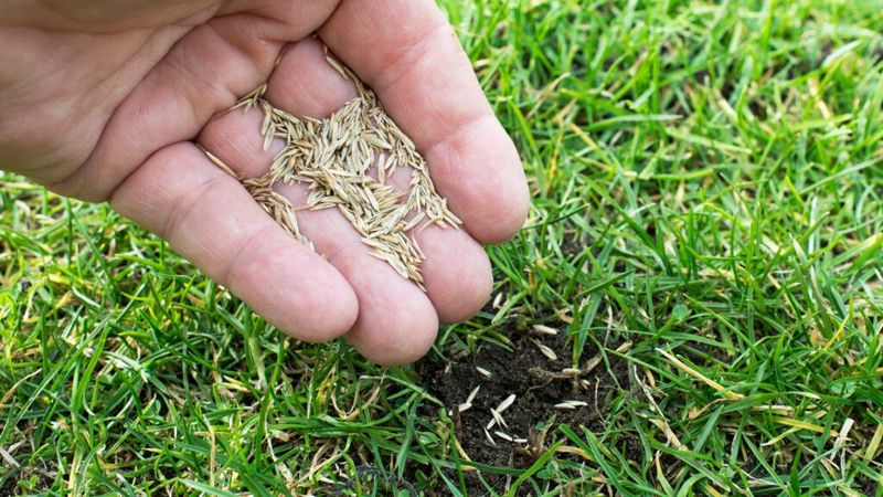 Check Timing, Seed Quality, and Other Failure Clues