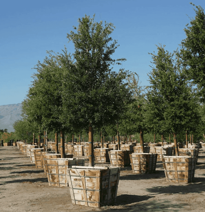 Check availability early because nursery stock changes