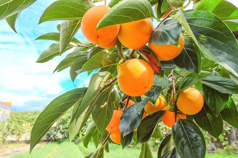 Check fertilizer, crop load, and pollination before intervening