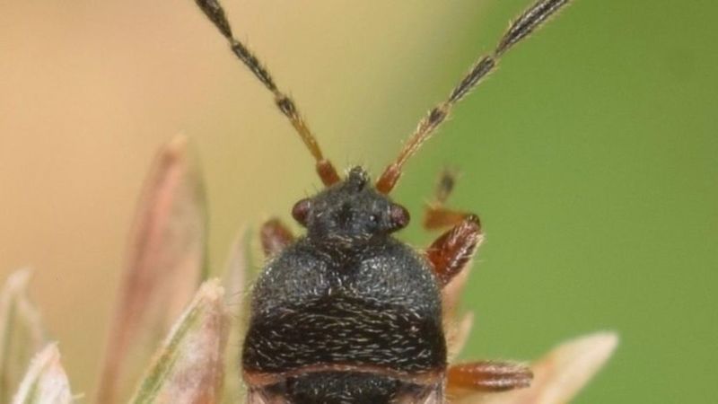 Check for Chinch Bugs and White Grubs