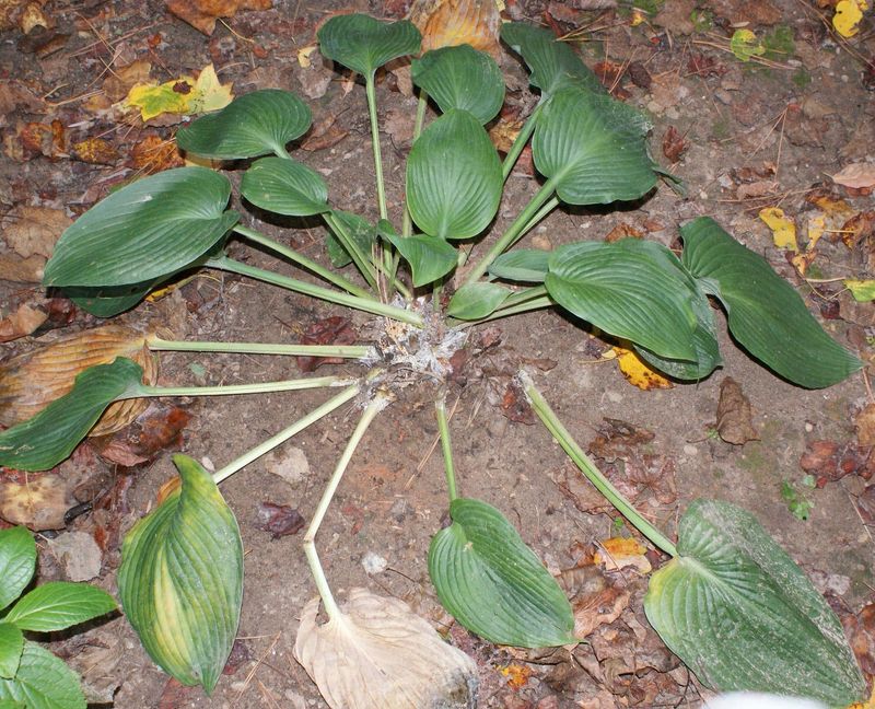 Check for Crown Rot and Leaf Disease Check for Crown Rot and Leaf Disease