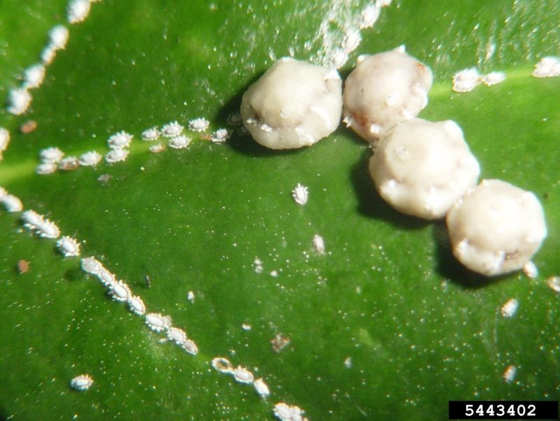Check for Scale, Freeze Injury, and Soil Problems