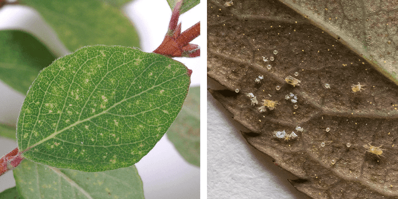 Check for Spider Mites With the White Paper Trick